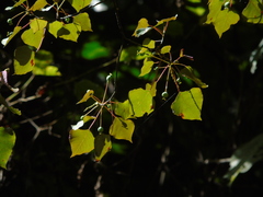 Homalanthus populneus