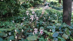 Tricyrtis macropoda