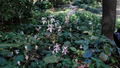 Tricyrtis macropoda