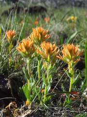 Castilleja brevilobata