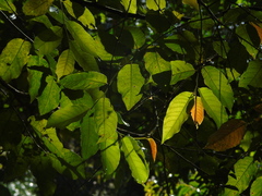 Styrax benzoin