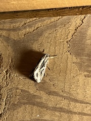 Spodoptera dolichos