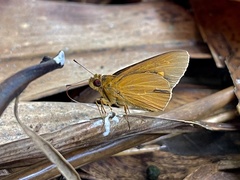 Xanthoneura corissa