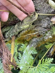 Davallia fejeensis