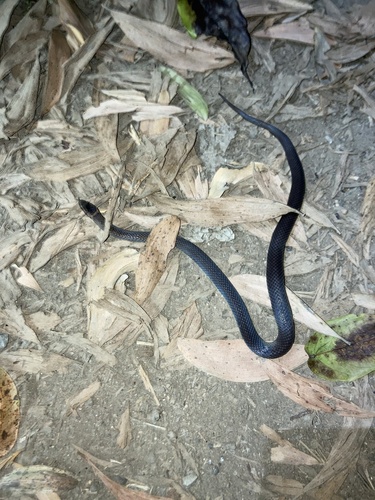 Photo of a Northern Dward-crowned Snake (Cacophis churchilli)