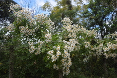 Montanoa grandiflora