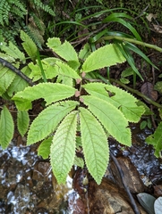 Elatostema rugosum