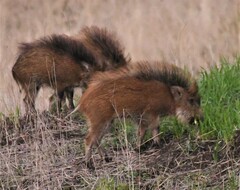 Sus scrofa cristatus