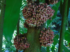 Saurauia cauliflora