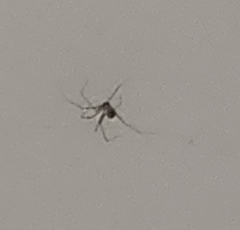 Pholcus phalangioides