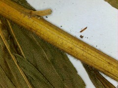 Solidago canadensis hargeri