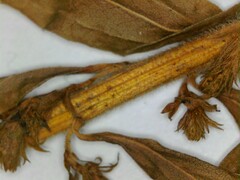 Solidago canadensis hargeri