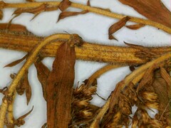 Solidago canadensis hargeri