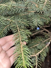 Picea