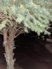 Picea
