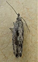 Strepsicrates ejectana