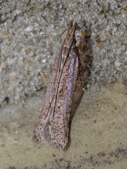 Dichomeris ligulella