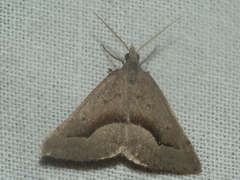 Dichromodes euscia