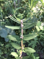 Euphorbia convolvuloides image