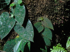 Ficus villosa