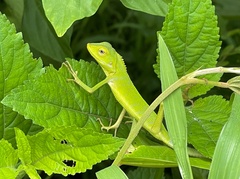 Bronchocela jubata