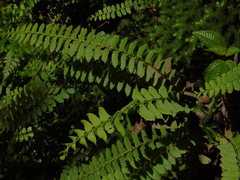 Osmolindsaea odorata