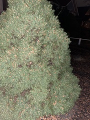 Picea