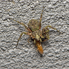 Stephanopis carcinoides