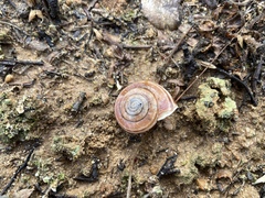 Helminthoglypta sequoicola