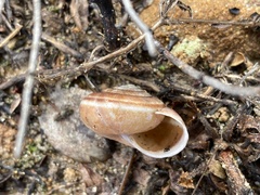 Helminthoglypta sequoicola