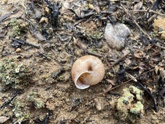 Helminthoglypta sequoicola