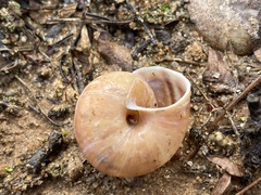 Helminthoglypta sequoicola