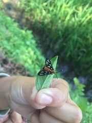 Amata huebneri