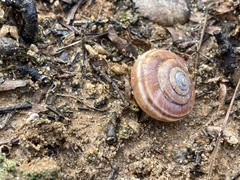 Helminthoglypta sequoicola