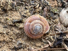 Helminthoglypta sequoicola