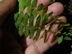 Osmolindsaea odorata