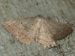 Laophila icasta
