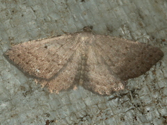 Laophila icasta