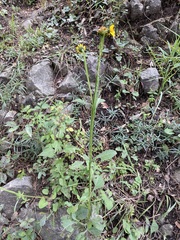 Verbesina tetraptera