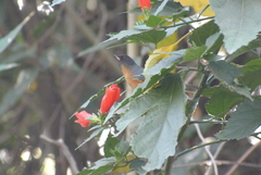 Diglossa baritula