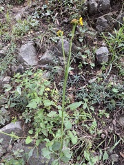 Verbesina tetraptera