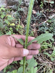 Verbesina tetraptera