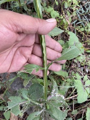 Verbesina tetraptera