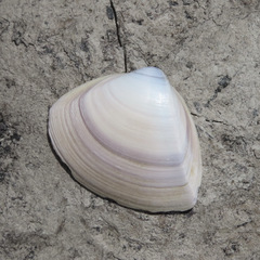 Crassula aequilatera