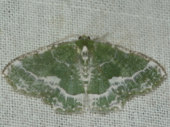 Eucyclodes insperata