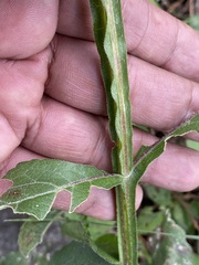 Verbesina tetraptera