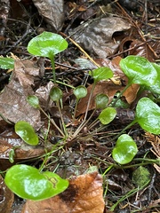 Claytonia sibirica