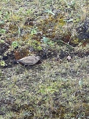 Metriopelia melanoptera