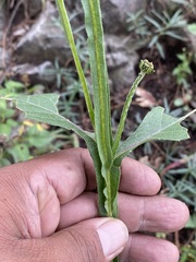 Verbesina tetraptera