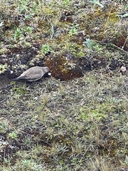 Metriopelia melanoptera